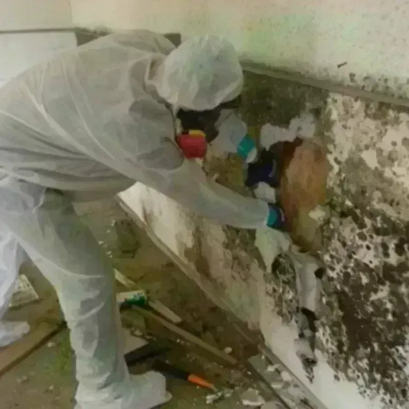 Mold Remediation and Removal in Glendale, WV